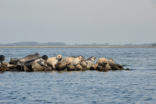 Zeehonden.jpg