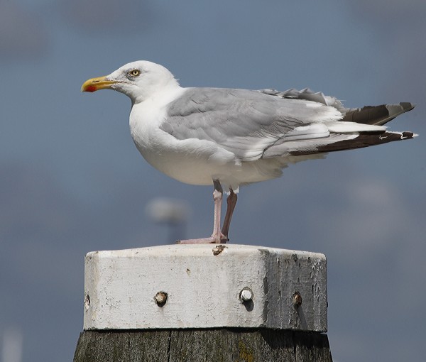 Biondina_BB_GUR38QK.jpg