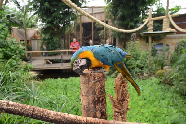 Berkenhof Tropical Zoo.jpg