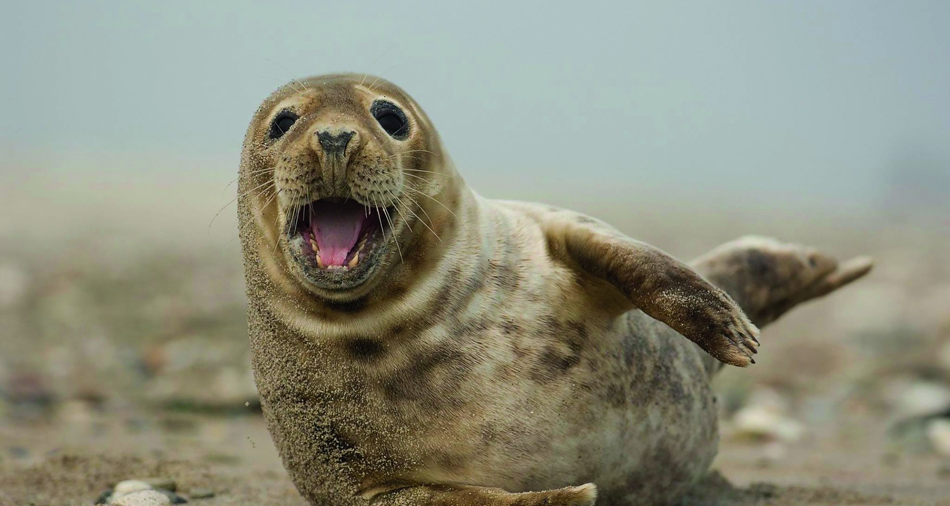 Pagina 28 zeehond CMYK.jpg