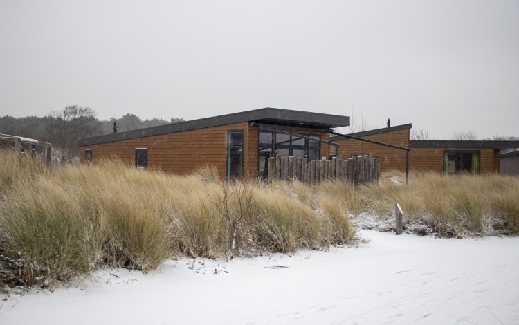 Zeemeeuw in de sneeuw.jpg